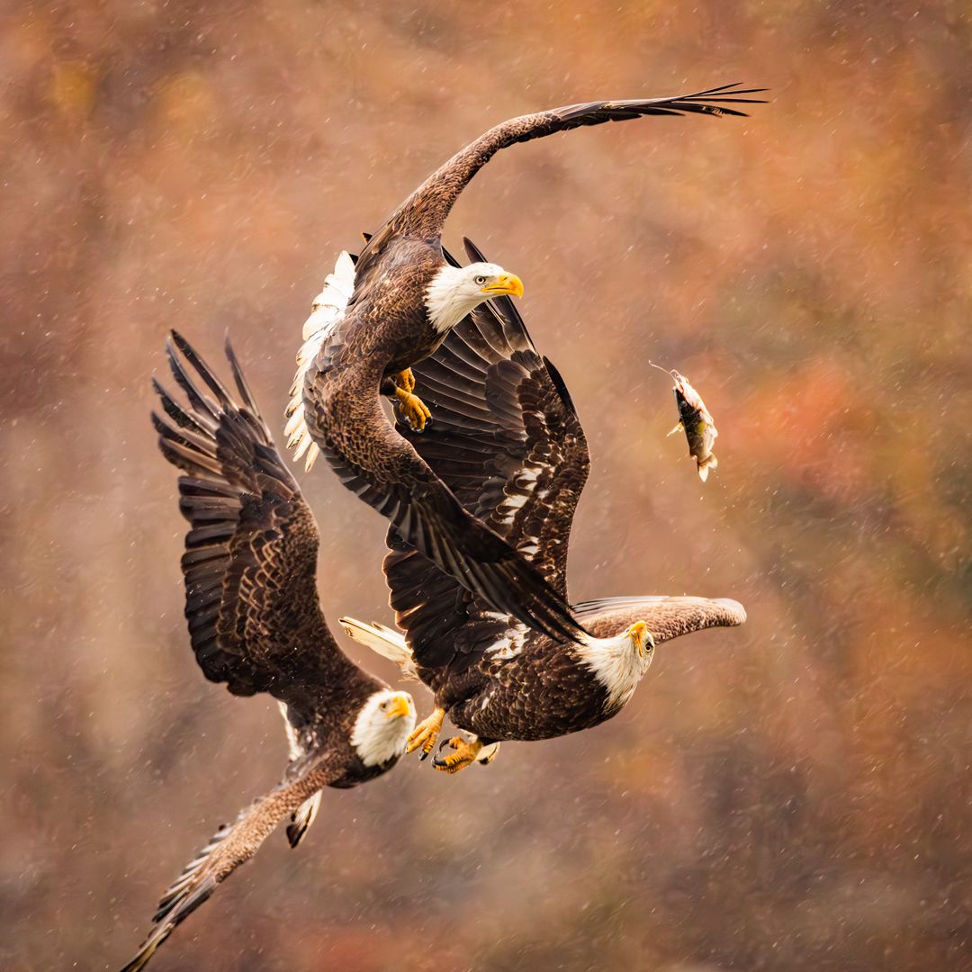Bald Eagles 35
